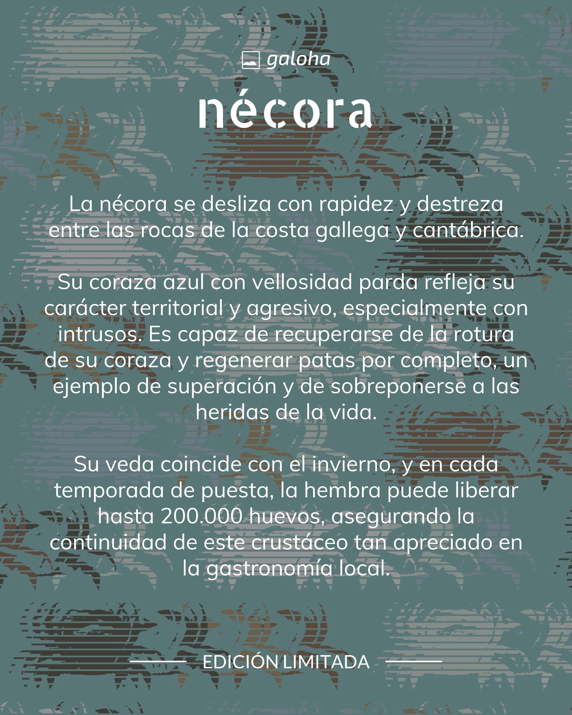 Nécora - Bañador de Hombre