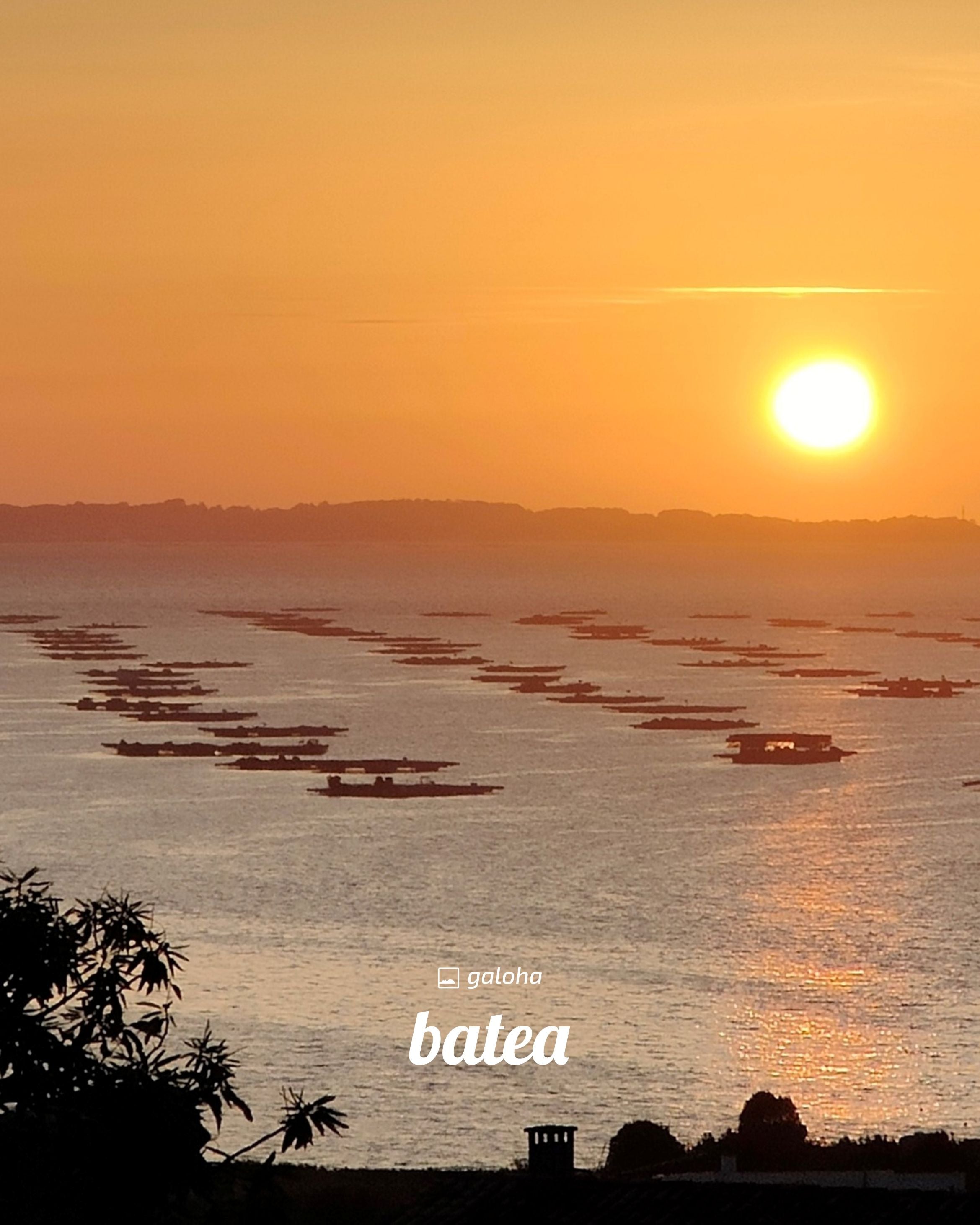 BATEA - Camisa Mujer Galoha