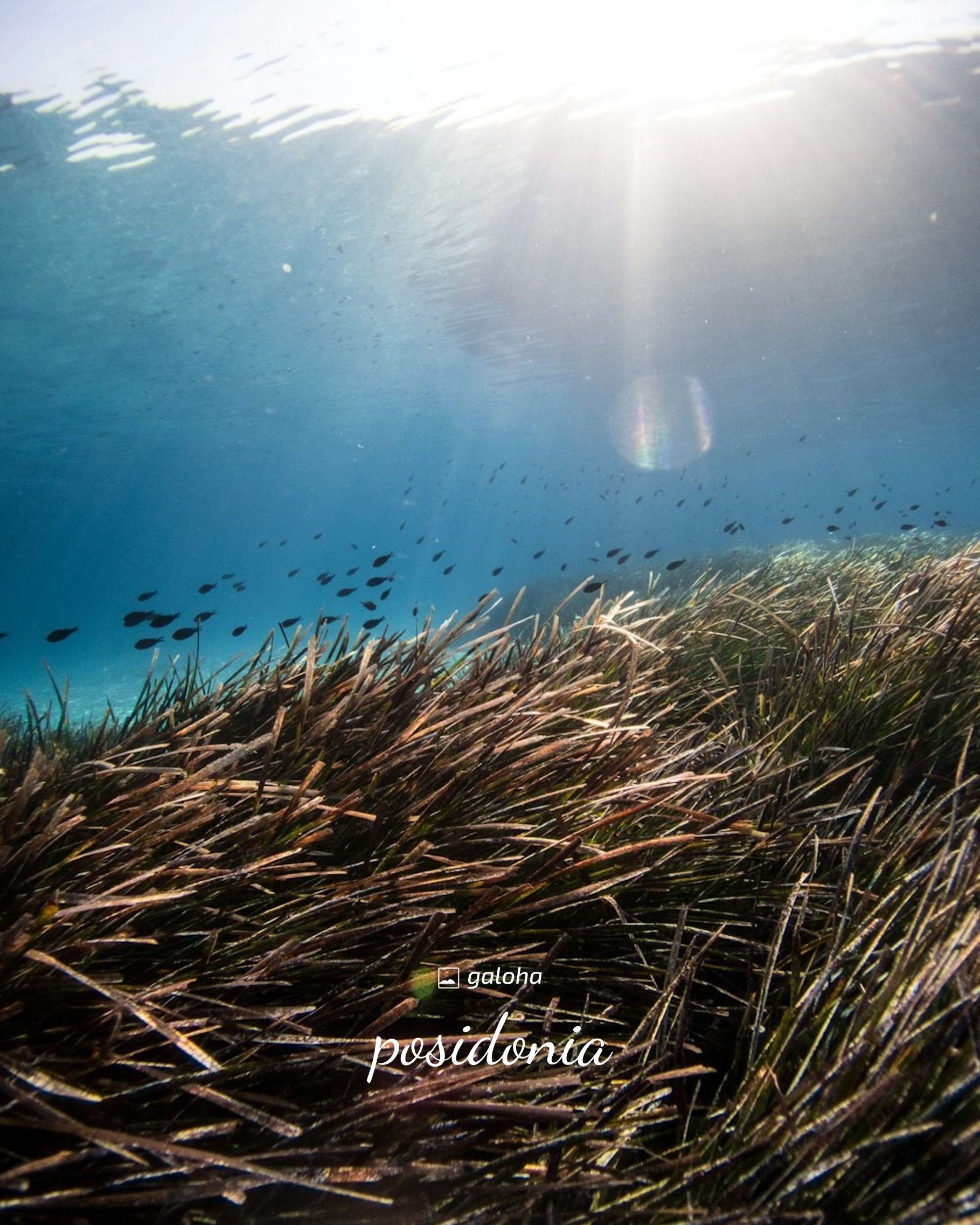 POSIDONIA - Camisa Mujer Galoha